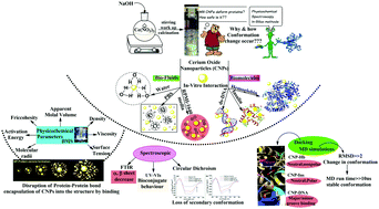 Graphical abstract: Physicochemical interaction of cerium oxide nanoparticles with simulated biofluids, hemoglobin, insulin, and ds-DNA at 310.15 K