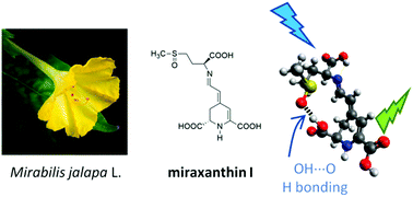 Graphical abstract: Structural studies on the stereoisomerism of a natural dye miraxanthin I