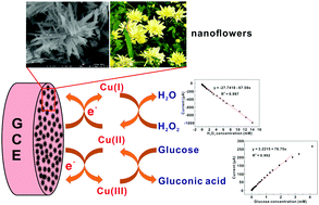 Graphical abstract: Hydrothermal fabrication of hierarchical CuO nanoflowers for dual-function amperometric sensing of hydrogen peroxide and glucose