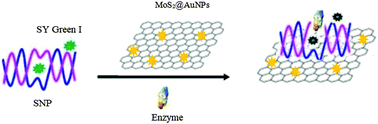 Graphical abstract: A method for SNP detection using MoS2@AuNPs and SYBR Green I in combination with enzyme digestion