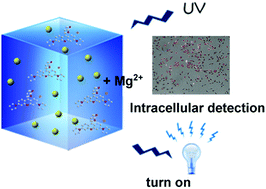 Graphical abstract: One-pot synthesis of a recyclable ratiometric fluorescent probe based on MOFs for turn-on sensing of Mg2+ ions and bioimaging in live cells