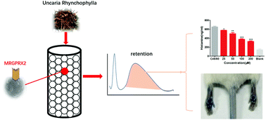 Graphical abstract: Anti-pseudo-allergic capacity of alkaloids screened from Uncaria rhynchophylla