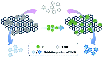 Graphical abstract: Fluoride capped V6O13–reduced graphene oxide nanocomposites: high activity oxidase mimetics and mechanism investigation