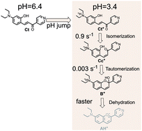 Graphical abstract: A model compound for pyridinechalcone-based multistate systems. Ring opening-closure as the slowest kinetic step of the multistate