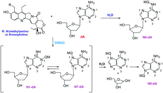 Graphical abstract: Solvent-dependent regioselectivity of 2′-deoxyadenosine alkylation by 9-aminomethyl derivatives of SN38