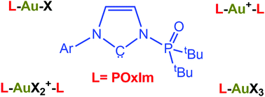 Graphical abstract: Coordination chemistry of gold with N-phosphine oxide-substituted imidazolylidenes (POxIms)