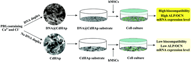 Graphical abstract: DNA-mediated biomineralization of calcium-deficient hydroxyapatite for bone tissue engineering