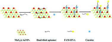 Graphical abstract: Highly sensitive detection for cocaine using an aptamer–cocaine–aptamer method