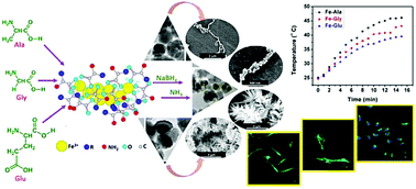 Graphical abstract: Amino acid inspired tunable superparamagnetic iron oxide (SPION) nanostructures with high magnetic hyperthermia potential for biofunctional applications