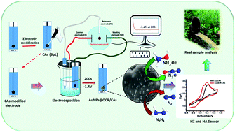 Graphical abstract: Electrosynthesis of carbon aerogel-modified AuNPs@quercetin via an environmentally benign method for hydrazine (HZ) and hydroxylamine (HA) detection