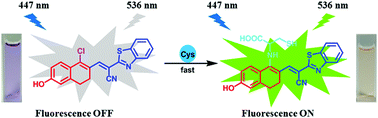 Graphical abstract: A dihydronaphthalene based fluorescence probe for sensitive detection of cysteine and its application in bioimaging