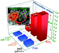 Graphical abstract: ATP fosters the tuning of nanostructured CeO2 peroxidase-like activity for promising antibacterial performance