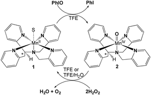 Graphical abstract: Formation, stability and catalase-like activity of mononuclear manganese(ii) and oxomanganese(iv) complexes in protic and aprotic solvents