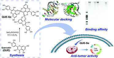 Graphical abstract: Molecular docking-assisted design and synthesis of an anti-tumor quercetin–Se(iv) complex