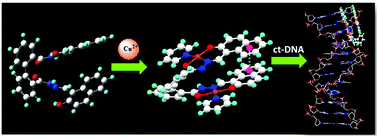 Graphical abstract: Cu(ii)-induced twisting of the biphenyl core: exploring the effect of structure and coordination environment of biphenyl-based chiral copper(ii) complexes on interaction with calf-thymus DNA