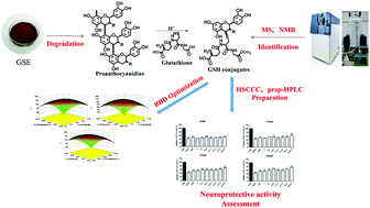 Graphical abstract: Novel flavan-3-ol-glutathione conjugates from the degradation of proanthocyanidins as highly bioactive antioxidants