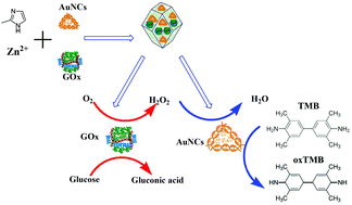 Graphical abstract: Glucose oxidase and Au nanocluster co-encapsulated metal–organic frameworks as a sensitive colorimetric sensor for glucose based on a cascade reaction