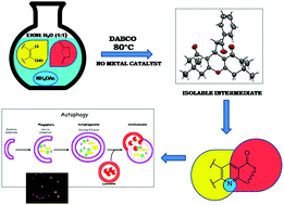 Graphical abstract: An unorthodox metal-free synthesis of dihydro-6H-quinoline-5-ones in ethanol/water using a non-nucleophilic base and their cytotoxic studies on human cancer cell line