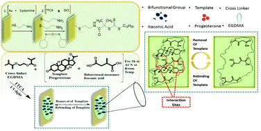 Graphical abstract: The biomimetic detection of progesterone by novel bifunctional group monomer based molecularly imprinted polymers prepared in UV light