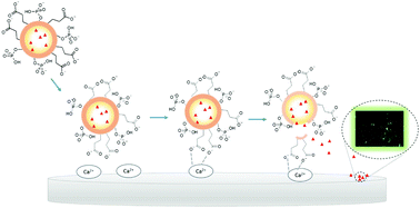 Graphical abstract: Amorphous calcium organophosphate nanoshells as potential carriers for drug delivery to Ca2+-enriched surfaces