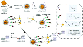 Graphical abstract: Design and synthesis of aptamer AS1411-conjugated EG@TiO2@Fe2O3 nanoparticles as a drug delivery platform for tumor-targeted therapy