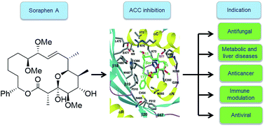 Graphical abstract: The intriguing chemistry and biology of soraphens