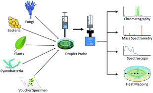 Graphical abstract: Droplet probe: coupling chromatography to the in situ evaluation of the chemistry of nature
