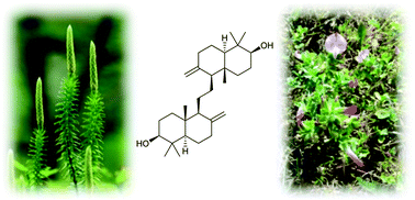Graphical abstract: Plant triterpenoids with bond-missing skeletons: biogenesis, distribution and bioactivity