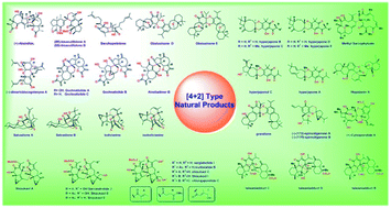 Graphical abstract: Naturally occurring [4 + 2] type terpenoid dimers: sources, bioactivities and total syntheses