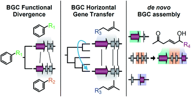 Graphical abstract: Biosynthetic gene clusters and the evolution of fungal chemodiversity