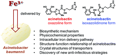 Graphical abstract: Current biochemical understanding regarding the metabolism of acinetobactin, the major siderophore of the human pathogen Acinetobacter baumannii, and outlook for discovery of novel anti-infectious agents based thereon