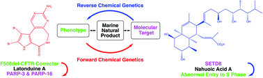 Graphical abstract: Biologically active marine natural products and their molecular targets discovered using a chemical genetics approach