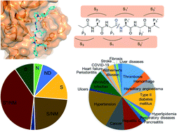 Graphical abstract: Targeting eukaryotic proteases for natural products-based drug development