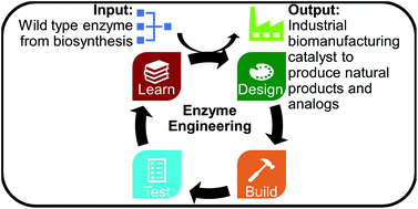 Graphical abstract: Engineering biosynthetic enzymes for industrial natural product synthesis