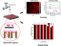 Graphical abstract: Preparation of Au@Ag core–shell nanoparticle decorated silicon nanowires for bacterial capture and sensing combined with laser induced breakdown spectroscopy and surface-enhanced Raman spectroscopy