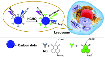Graphical abstract: A ratiometric fluorescent nanoprobe based on naphthalimide derivative-functionalized carbon dots for imaging lysosomal formaldehyde in HeLa cells