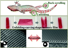 Graphical abstract: Gecko toe pads inspired in situ switchable superhydrophobic shape memory adhesive film
