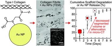 Graphical abstract: Nondestructive, longitudinal measurement of collagen scaffold degradation using computed tomography and gold nanoparticles