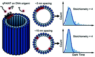 Graphical abstract: Stoichiometric quantification of spatially dense assemblies with qPAINT