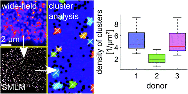 Graphical abstract: Nanoscale distribution of TLR4 on primary human macrophages stimulated with LPS and ATI