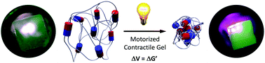 Graphical abstract: Mechanical behaviour of contractile gels based on light-driven molecular motors
