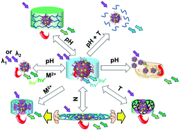 Graphical abstract: Using green emitting pH-responsive nanogels to report environmental changes within hydrogels: a nanoprobe for versatile sensing