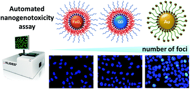 Graphical abstract: An automatable platform for genotoxicity testing of nanomaterials based on the fluorometric γ-H2AX assay reveals no genotoxicity of properly surface-shielded cadmium-based quantum dots