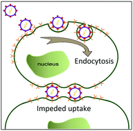 Graphical abstract: Why are nanoparticles trapped at cell junctions when the cell density is high?