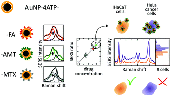 Graphical abstract: Antifolate SERS-active nanovectors: quantitative drug nanostructuring and selective cell targeting for effective theranostics