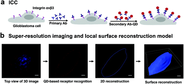 Graphical abstract: Quantitative profiling of integrin αvβ3 on single cells with quantum dot labeling to reveal the phenotypic heterogeneity of glioblastoma