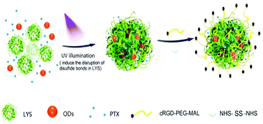 Graphical abstract: A photo-inducible protein–inorganic nanoparticle assembly for active targeted tumour theranostics