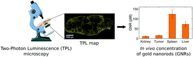 Graphical abstract: Quantification of gold nanoparticle accumulation in tissue by two-photon luminescence microscopy