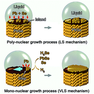 Graphical abstract: In situ characterization of kinetics and mass transport of PbSe nanowire growth via LS and VLS mechanisms