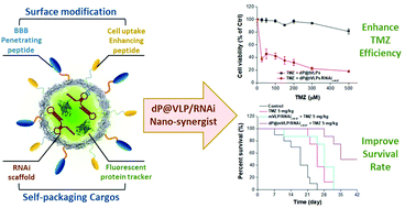 Graphical abstract: Bioengineering fluorescent virus-like particle/RNAi nanocomplexes act synergistically with temozolomide to eradicate brain tumors